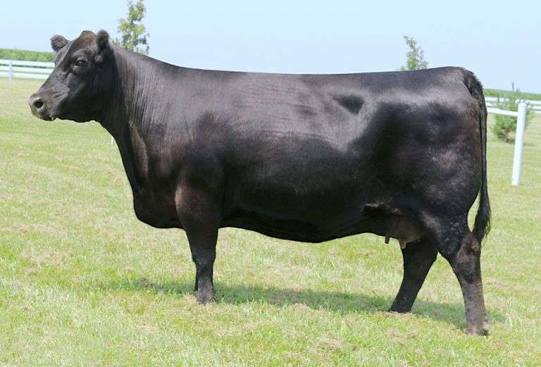 Musgrave Lady Barbara 47