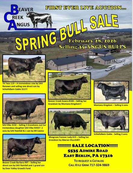 Beaver Creek Angus Spring Bull Sale 