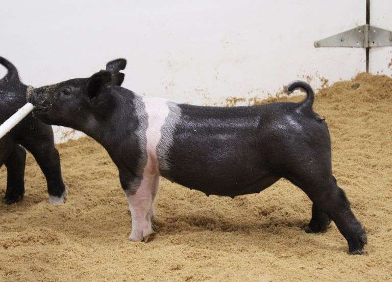 Crossbred
