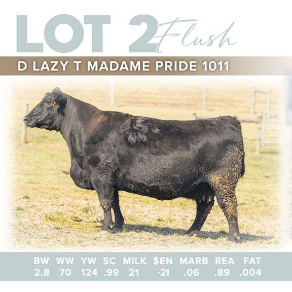D Lazy T Madame Pride 1011