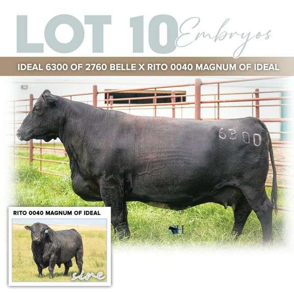 Ideal 6300 of 2760 Belle x Rito 0040 Magnum of Ideal