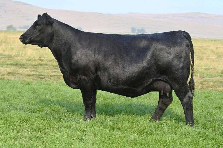 Coleman Chloe 1439 Flush