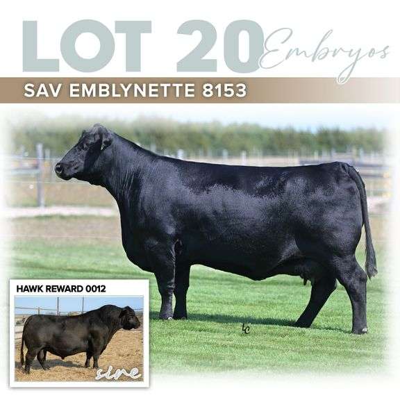 SAV Emblynette 8153 x Hawk Reward 0012
