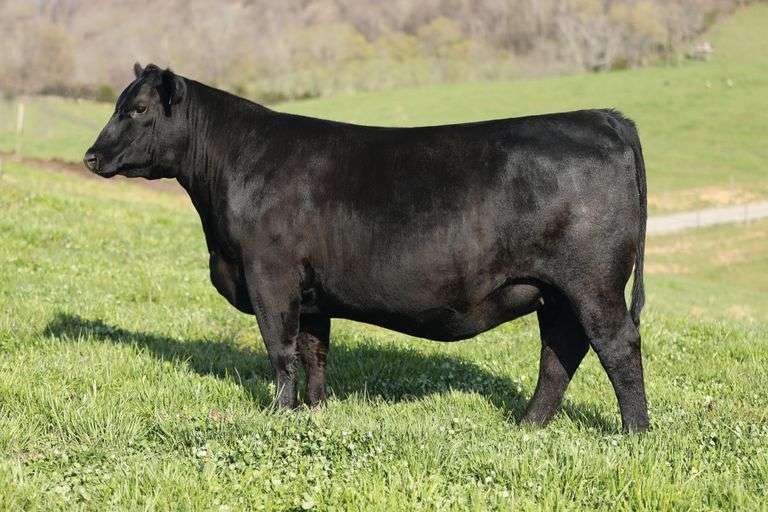 Lawsons Chloe K981 x Coleman Easy Decision Embryos