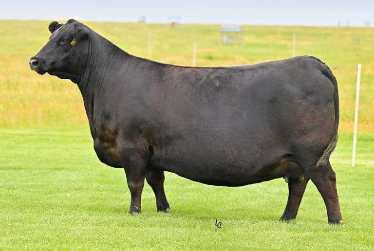Erica of Ellston T220 X SITZ Eternity 739L Heifer Calf Pregnancy