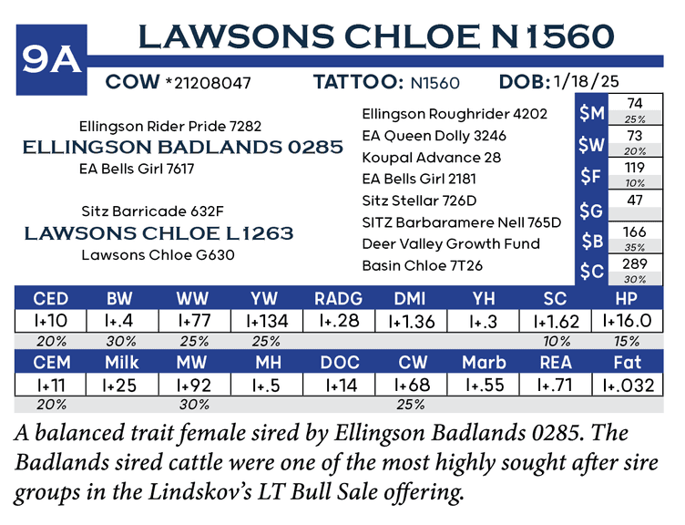 Lawsons Chloe n1560