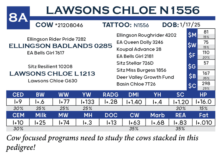 Lawsons Chloe n1556