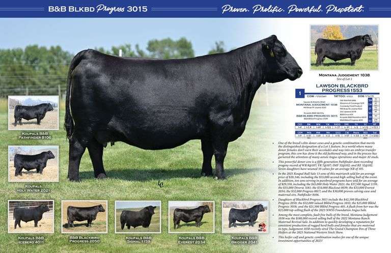 Lawson Blackbrd PROGRESS1553