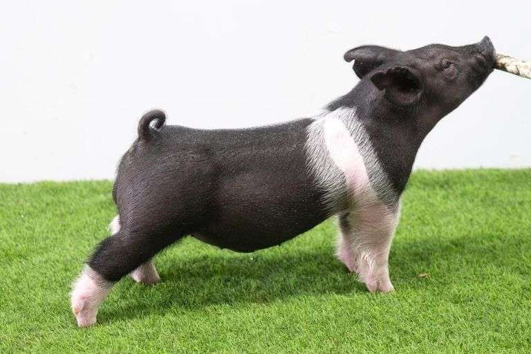 Hilty Showpigs 75-4 Crossbred Male