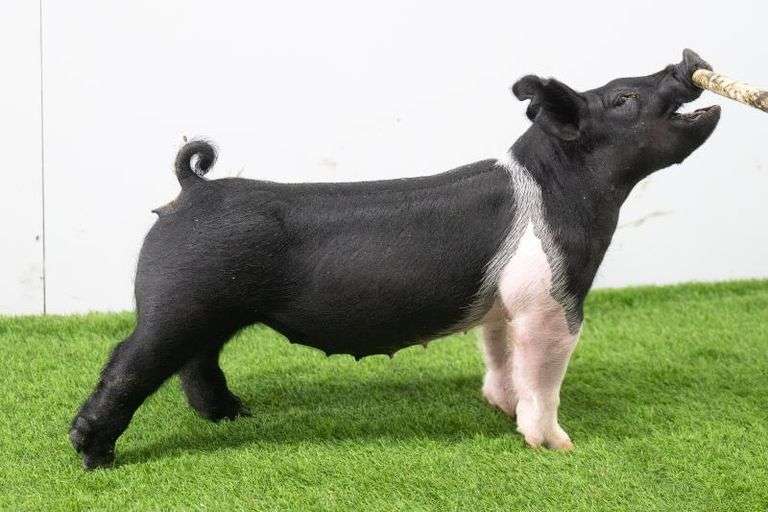 Hilty Showpigs 15-4 Crossbred Gilt