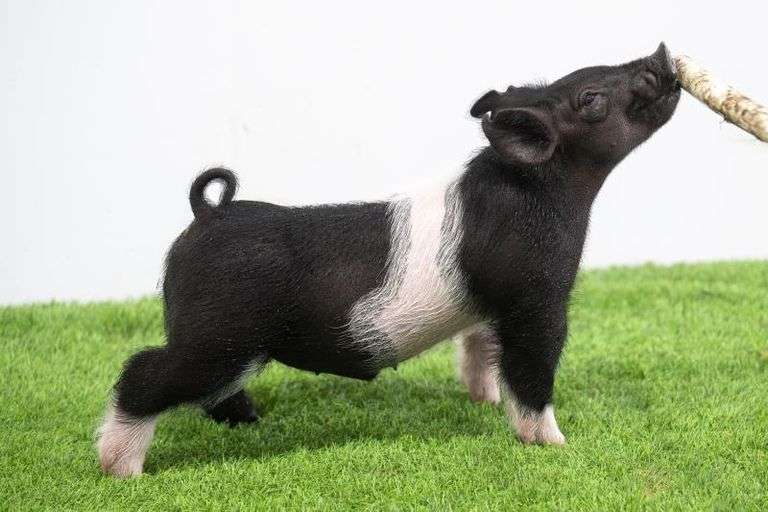 Hilty Showpigs 57-9 Crossbred Male