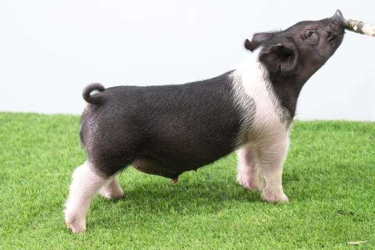 Hilty Showpigs 64-9 Crossbred Male