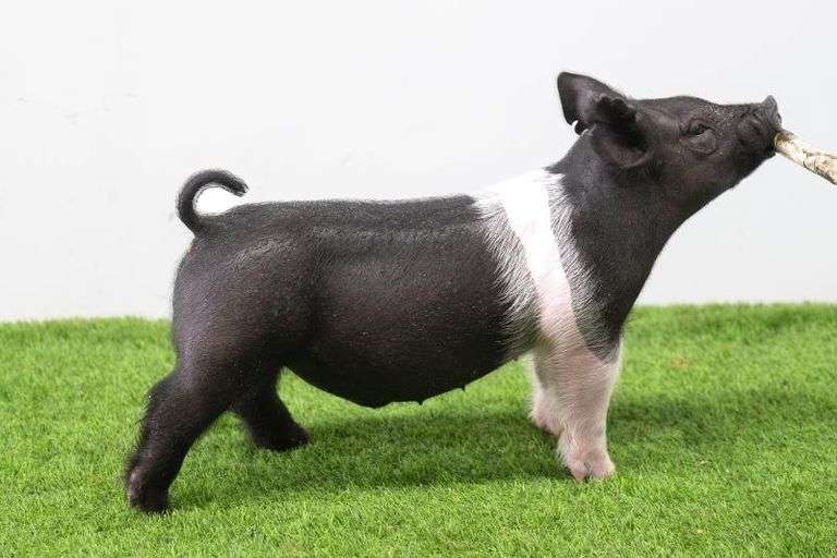Hilty Showpigs 75-2 Crossbred Male
