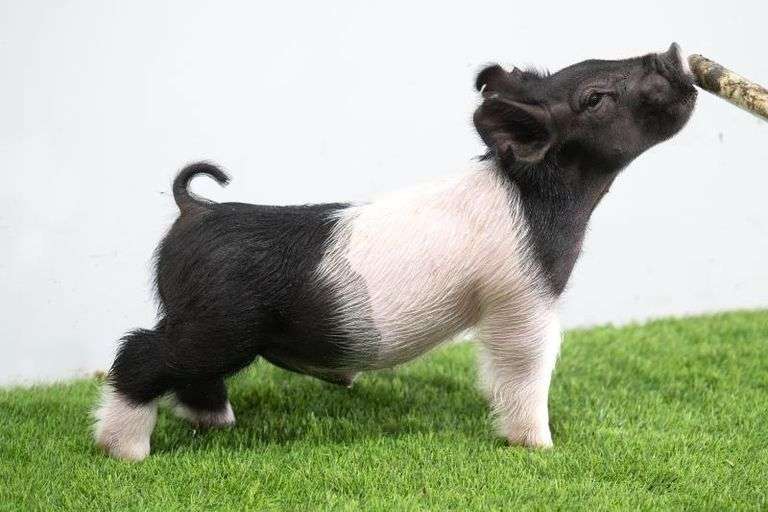 Hilty Showpigs 62-11 Crossbred Male