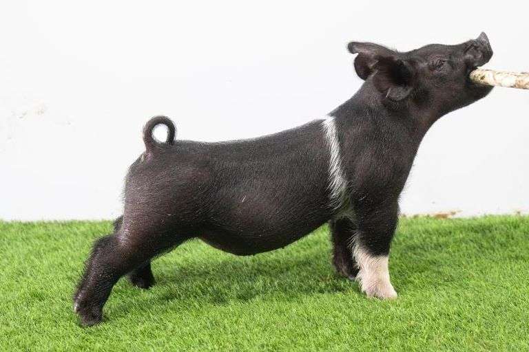 Hilty Showpigs 61-3 Crossbred Male