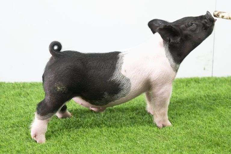Hilty Showpigs 64-1 Crossbred Male