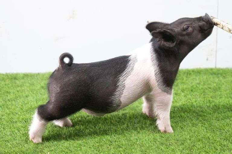 Hilty Showpigs 69-1 Crossbred Male