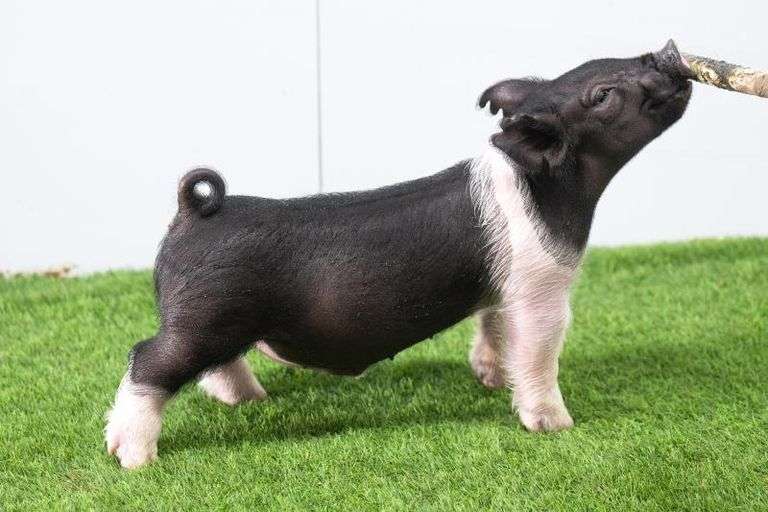 Hilty Showpigs 64-7 Crossbred Male