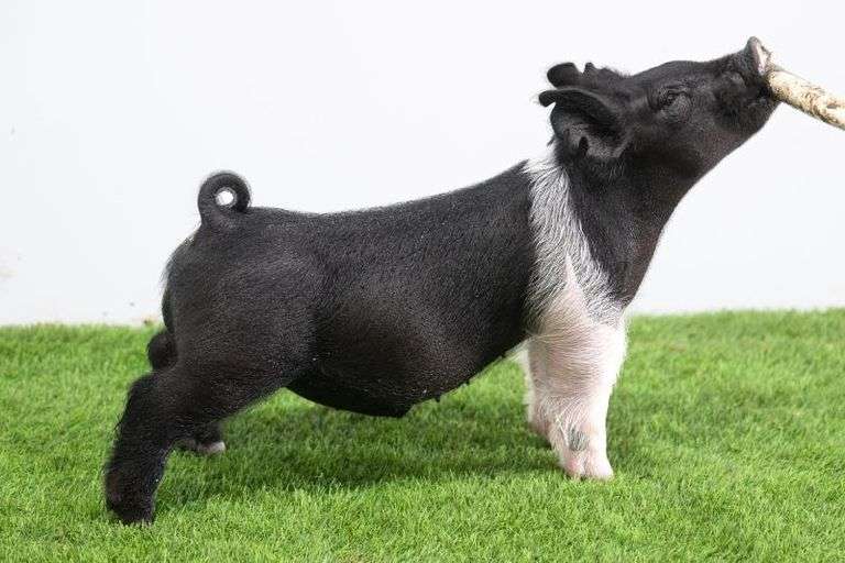 Hilty Showpigs 57-5 Crossbred Male