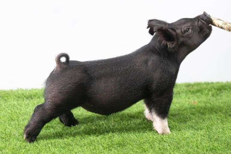 Hilty Showpigs 62-7 Crossbred Male