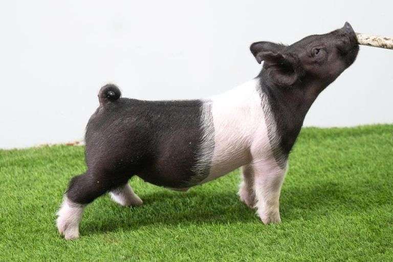 Hilty Showpigs 60-2 Crossbred Male