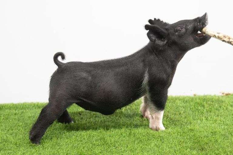 Hilty Showpigs 72-4 Crossbred Male