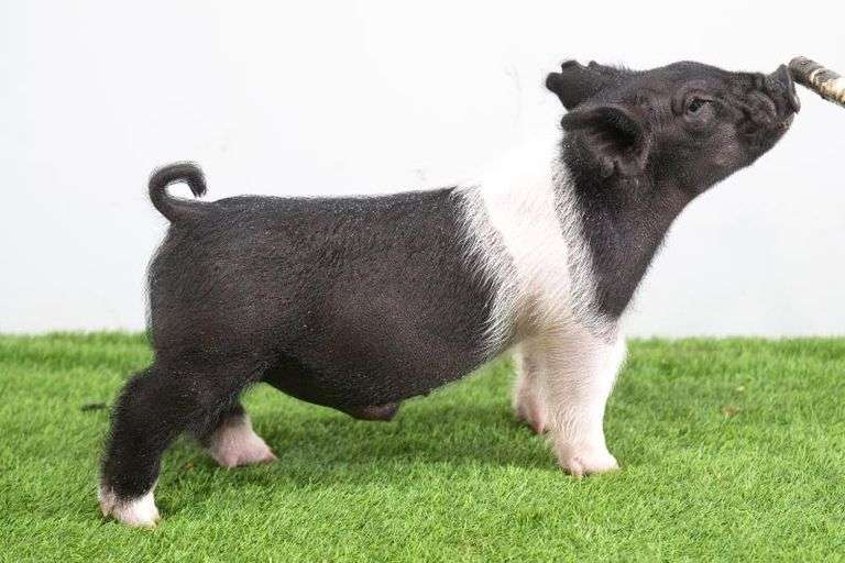 Hilty Showpigs 64-5 Crossbred Male