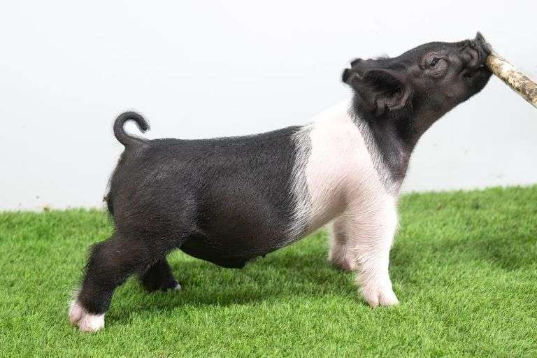 Hilty Showpigs 64-11 Crossbred Male