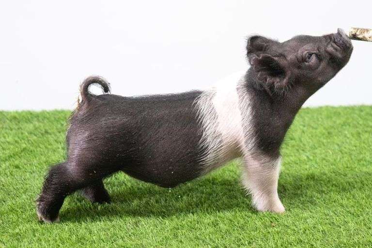 Hilty Showpigs 44-3 Crossbred Male