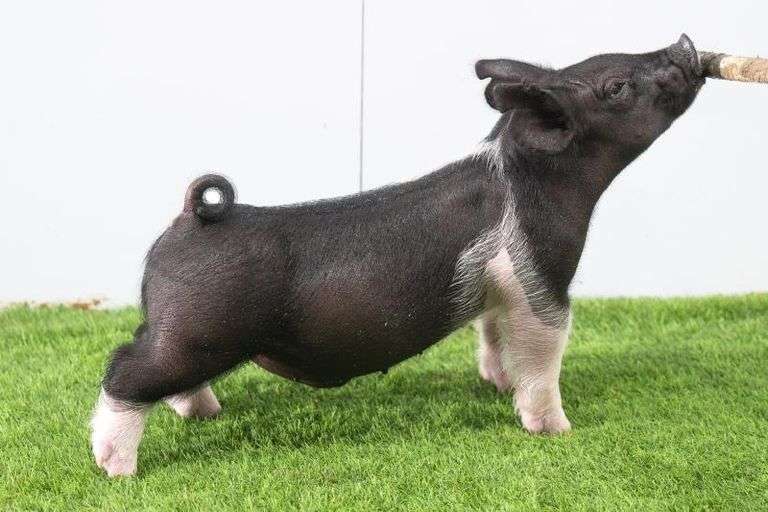 Hilty Showpigs 57-4 Crossbred Male