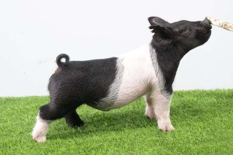 Hilty Showpigs 61-1 Crossbred Male