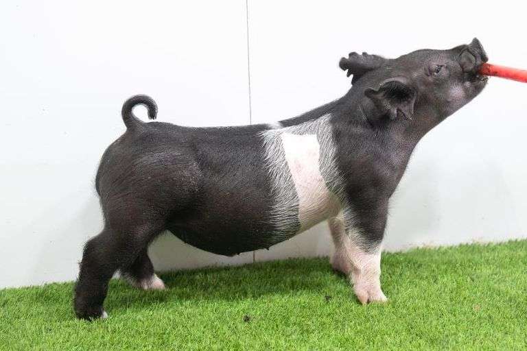 Hilty Showpigs 69-11 Crossbred Male