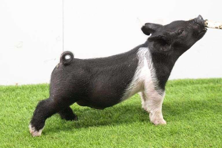 Hilty Showpigs 57-10 (crypt) Crossbred Male