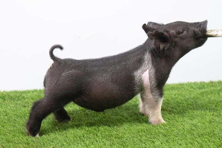 Hilty Showpigs 68-11 Crossbred Male
