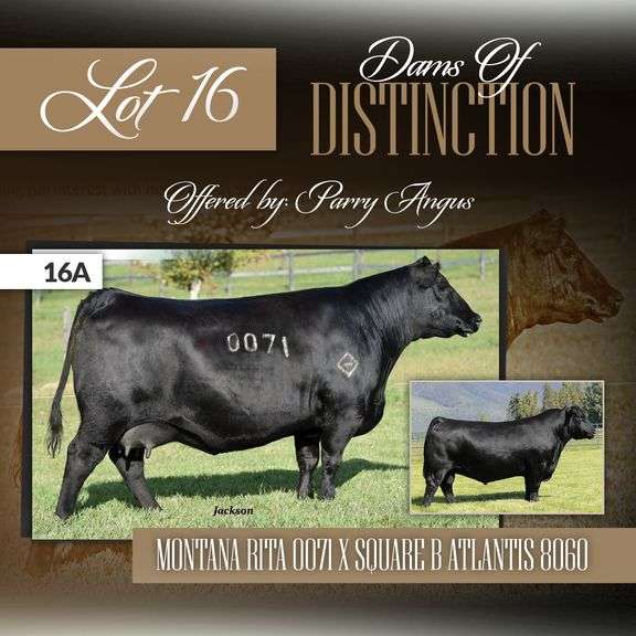 Montana Rita 0071 x Square B Atlantis 8060