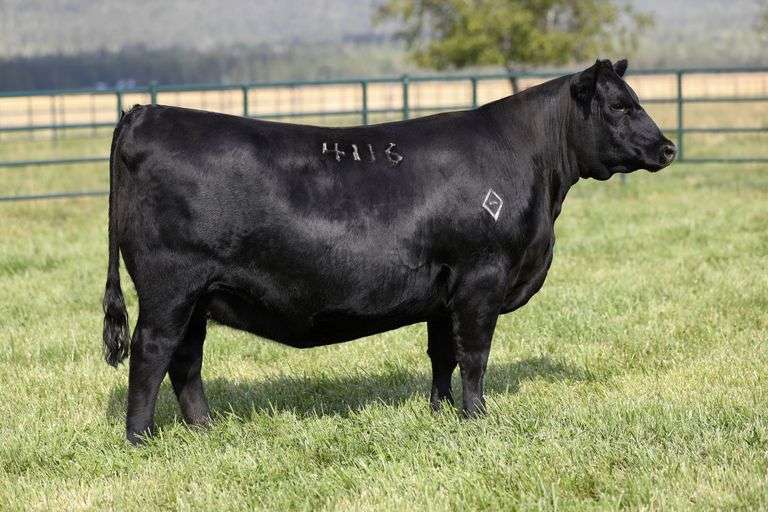 Montana Donna 4116