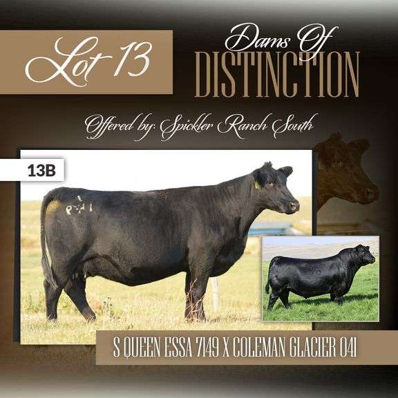 S Queen Essa 7149 x HF Hi-Country 7L