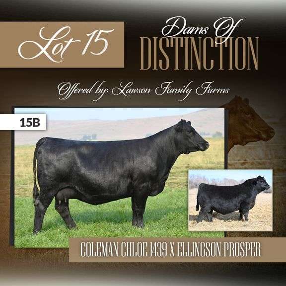 Lawsons Chloe C815 x Ellingson Prosper Embryos