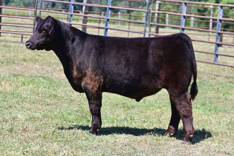 Begoon Farm Steer