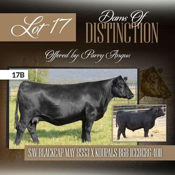 SAV Blackcap May 8553 x Koupals B&B Iceberg 4011