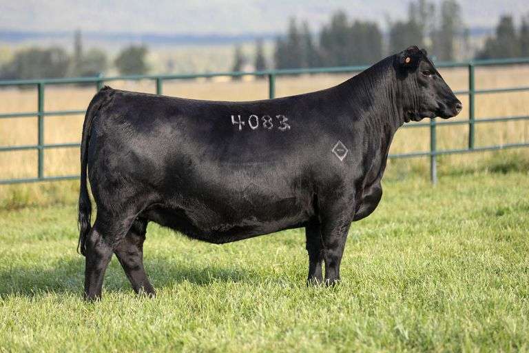 Montana Rita 4083
