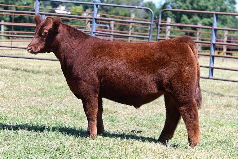 Cedar Springs Farm Steer