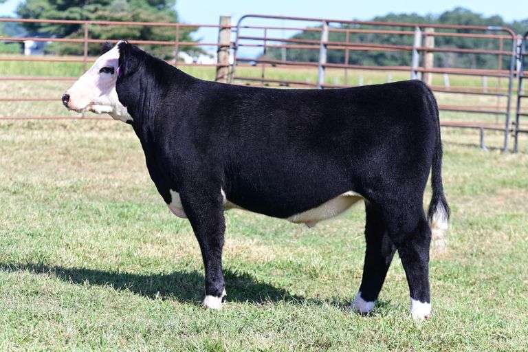 Begoon Farm Steer