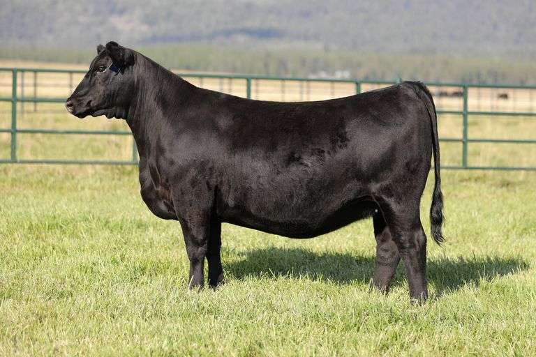 Montana Donna 4039