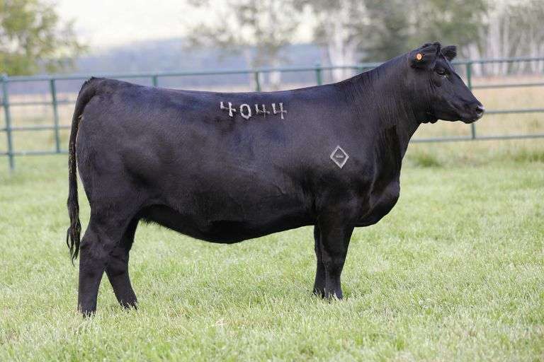 Montana Rita 4044