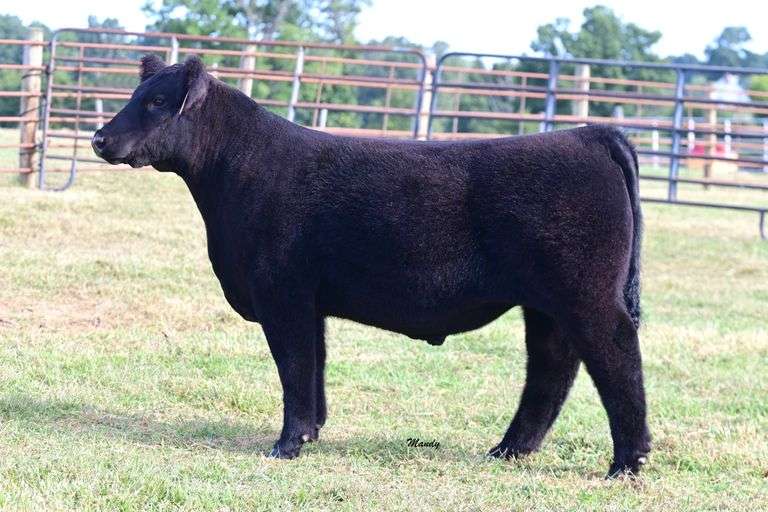 Begoon Farm Steer