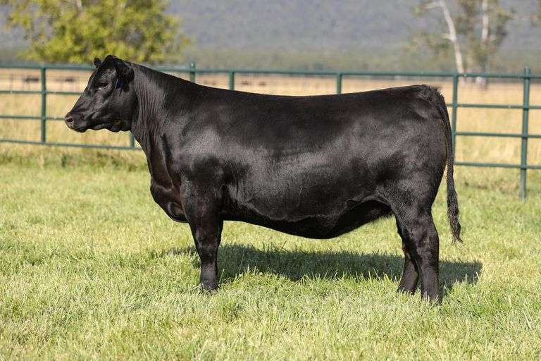 Montana Rita 4045