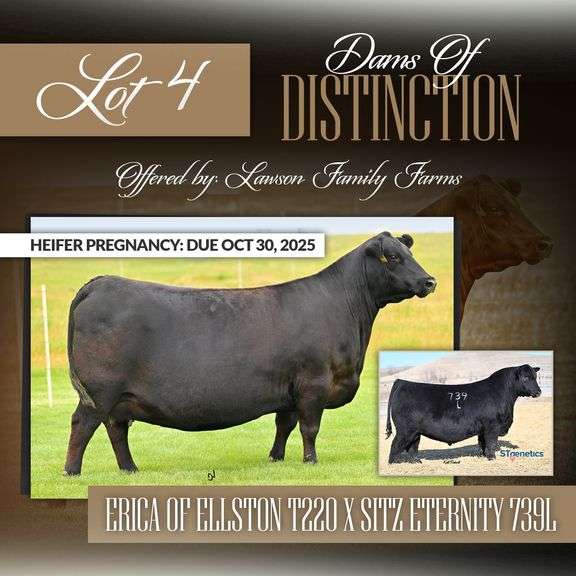 Erica of Ellston T220 x Sitz Eternity 739L