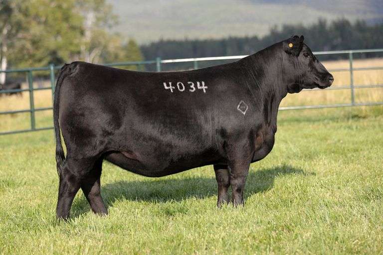 Montana Blkbd Progress 4034