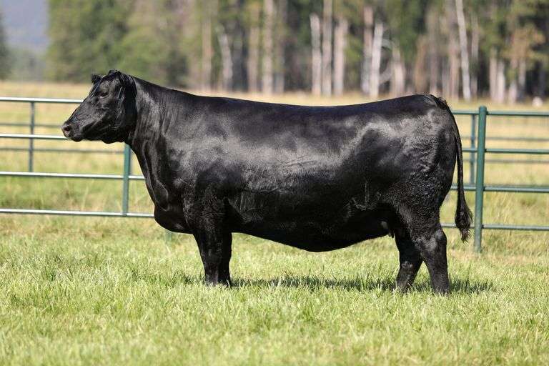 Rita 1234 x Chiefton 1440 Embryos